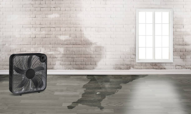 Best Professional water damage repair  in Mentone, IN